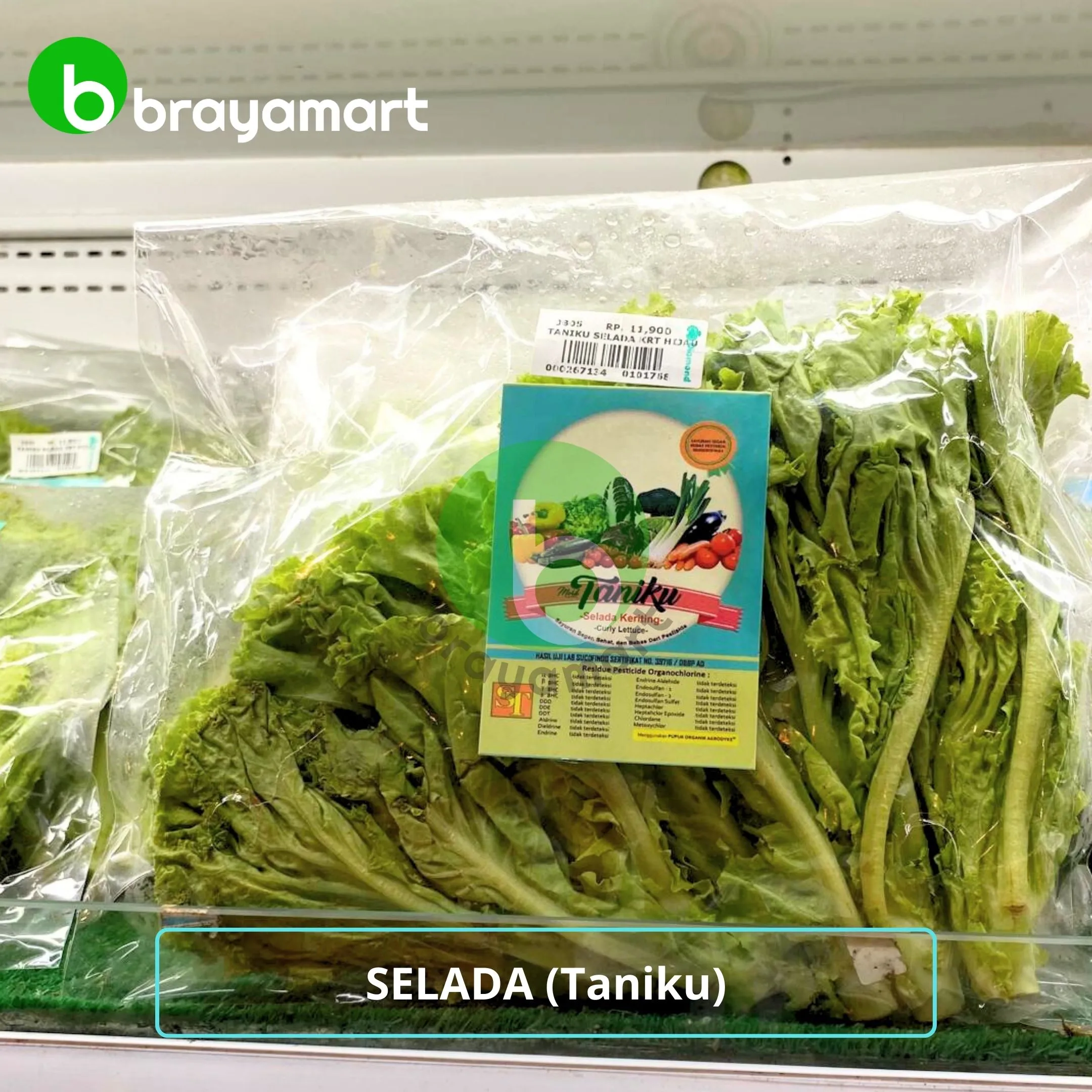 Selada (taniku)