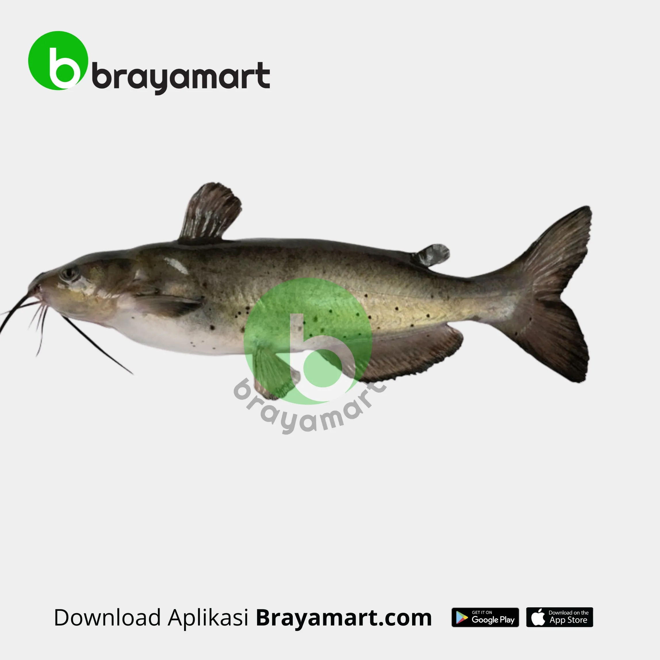 Ikan Baung Sungai