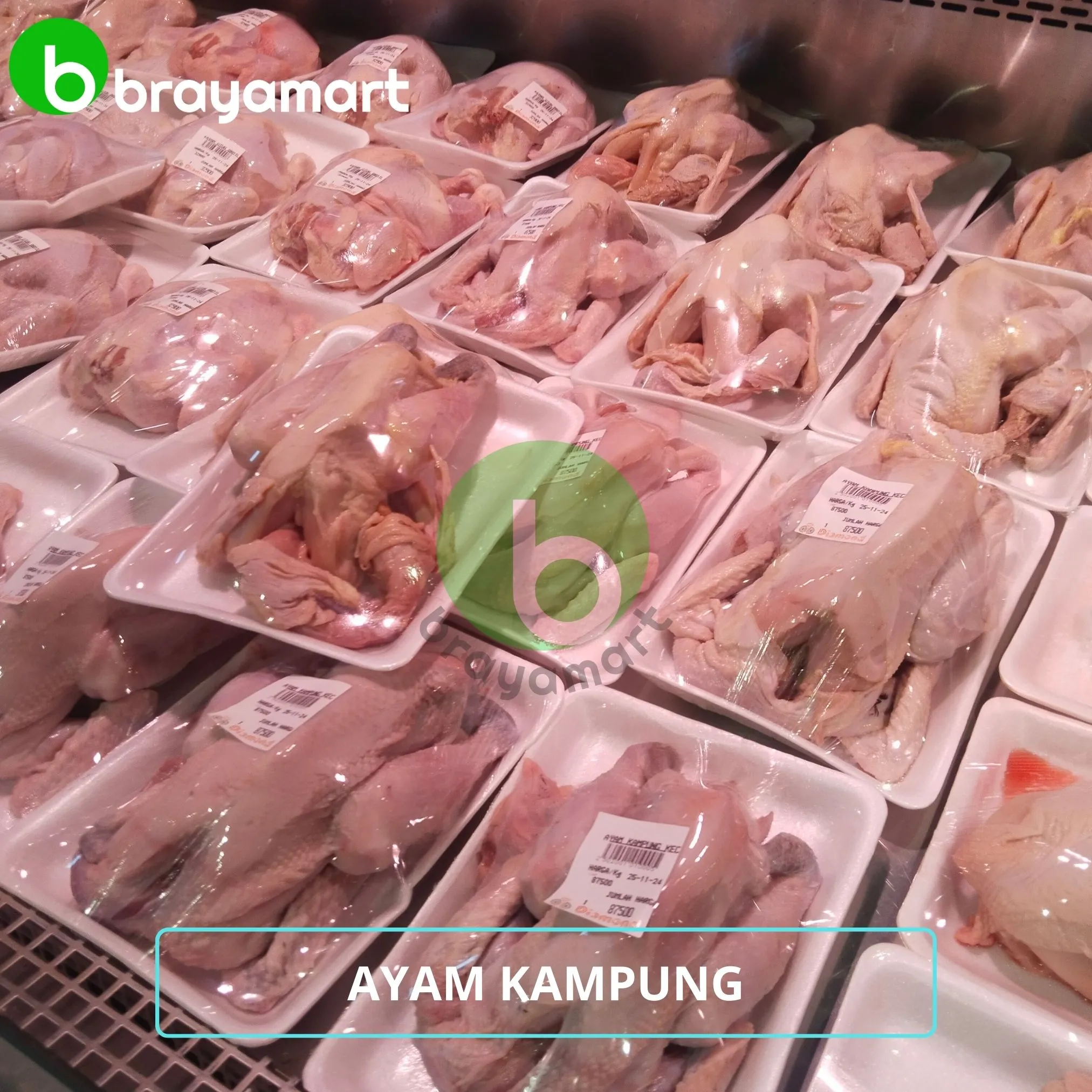 AYAM KAMPUNG KECIL