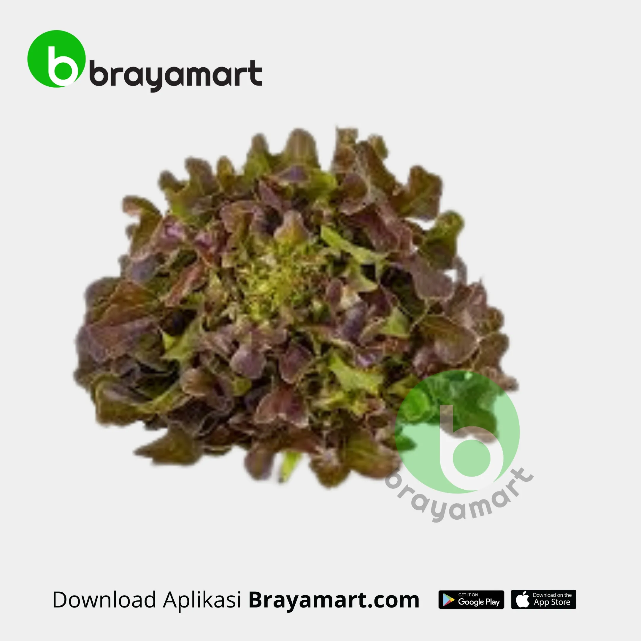 Salanova Red Oakleaf