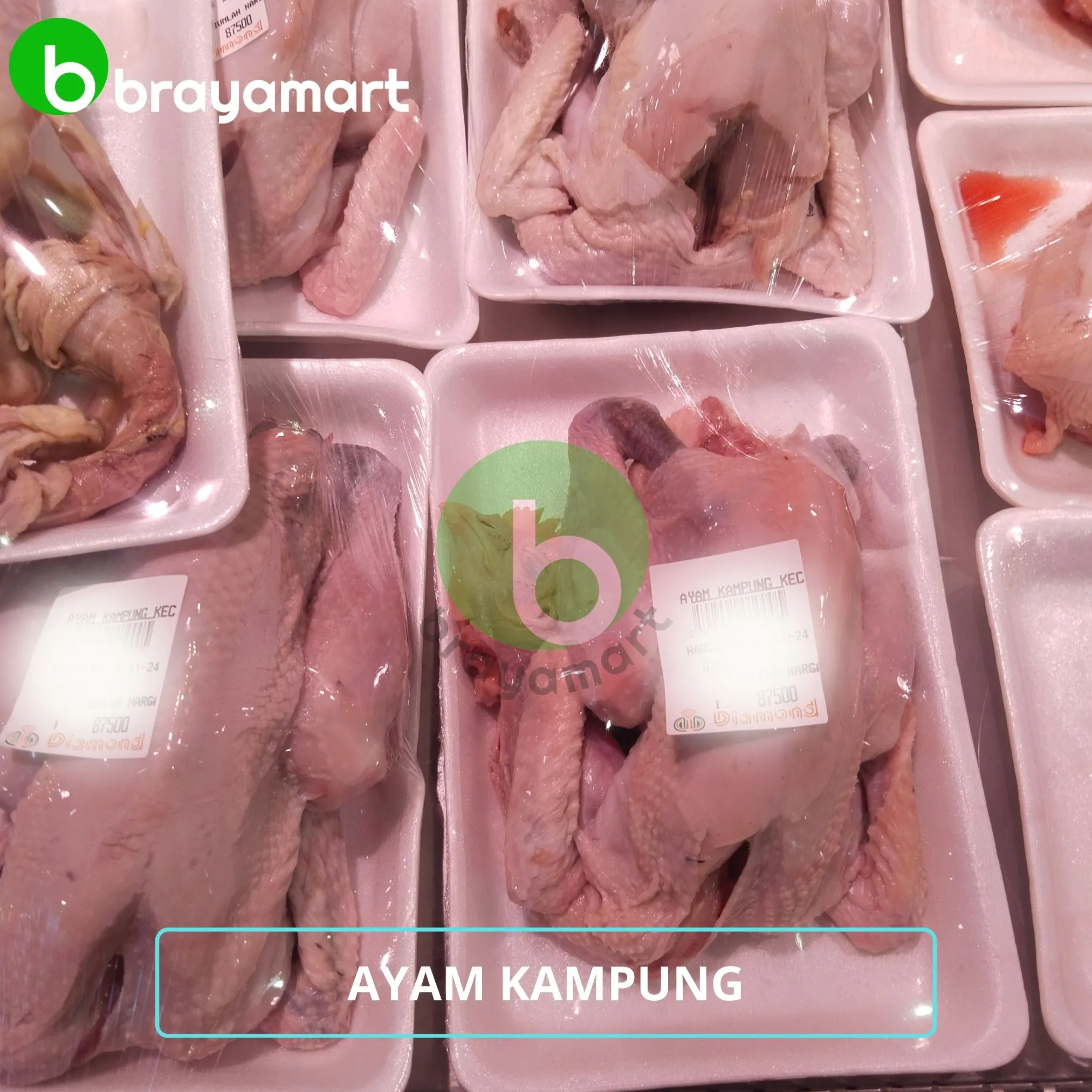 'AYAM KAMPUNG KECIL'