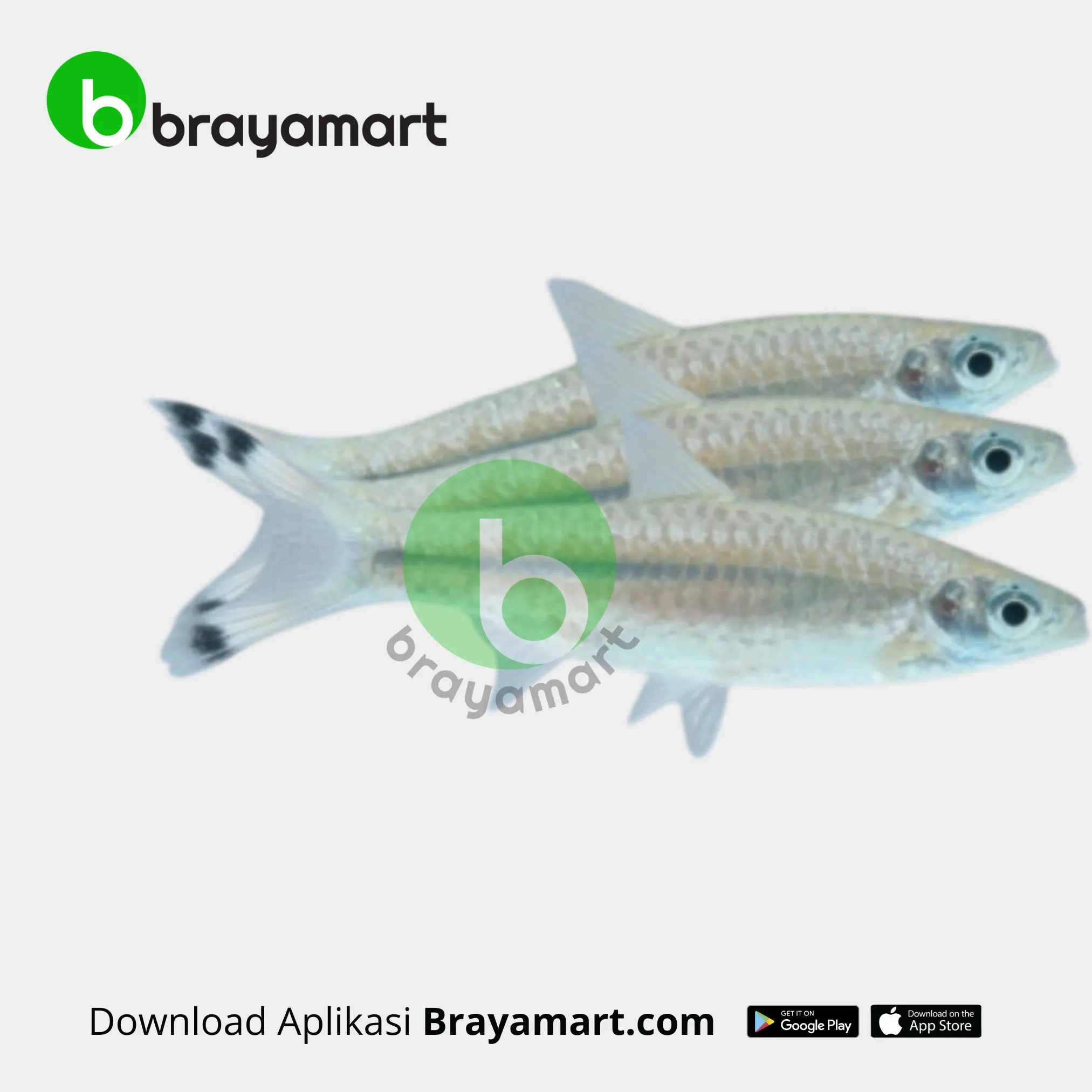 IKAN SELUANG