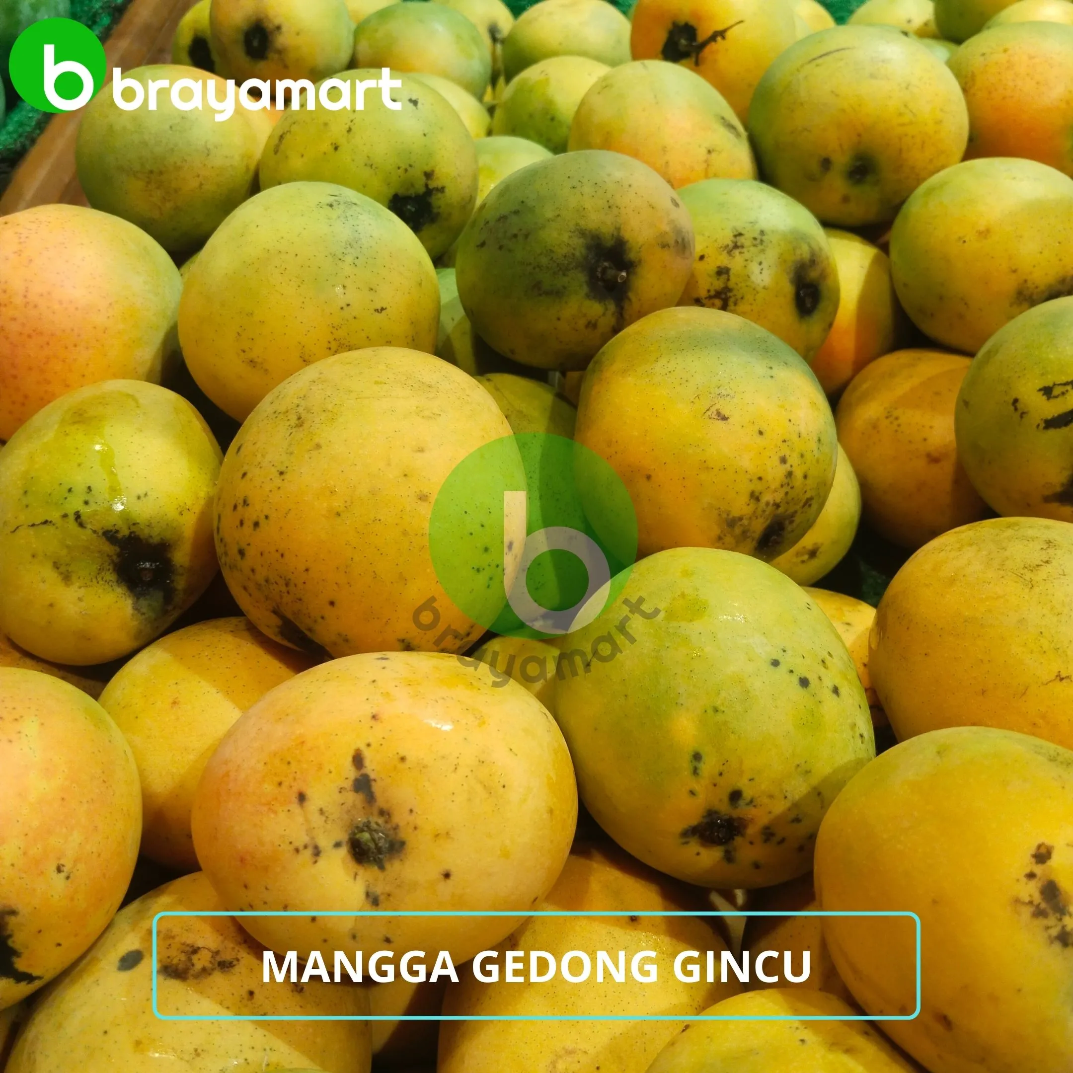 Mangga Gedong Gincu