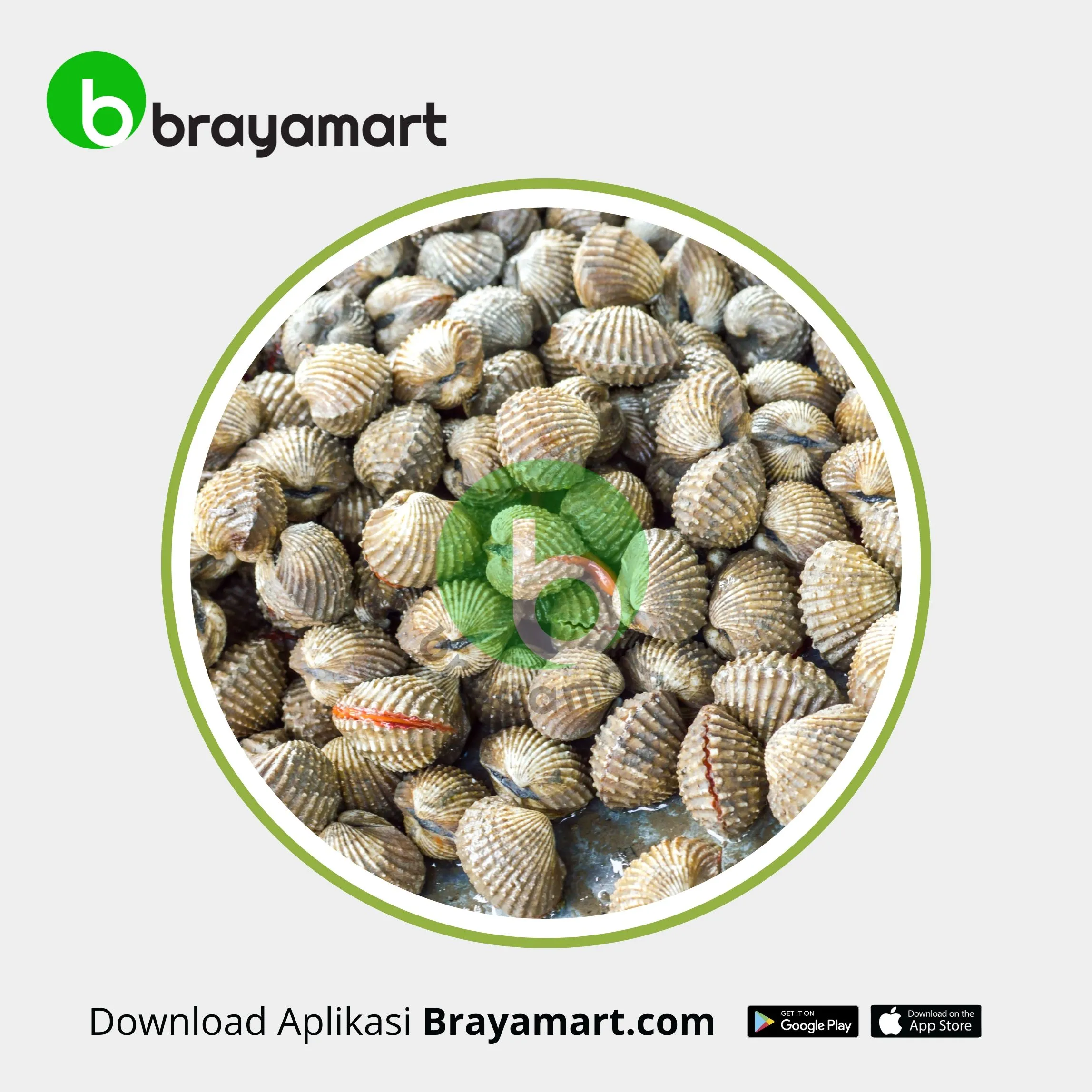 Kerang Dara (1 Kg)